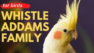 ADDAMS FAMILY WHISTLE  Cockatiel Singing Training  Bird Whistling Practice [upl. by Resa]