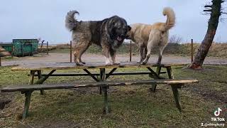 Guard Dog Caucasian Shepherd Ovcharka Kangal [upl. by Eedoj968]