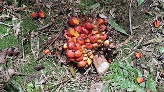 Fresh Oil Palm Fruits Elaeis guineensis  the next Superfood [upl. by Inman468]