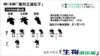 生物遺伝編 第3講「複対立遺伝子」 [upl. by Greenburg]