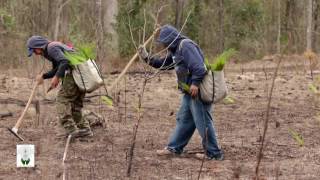 Planting Longleaf Pine  The Longleaf Alliance [upl. by Ynahteb]