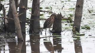 Black Bittern Ixobrychus flavicollis [upl. by Hammock823]