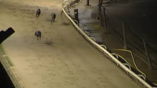 Greyhound 2024  06112024 Trial 4 [upl. by Maurie]