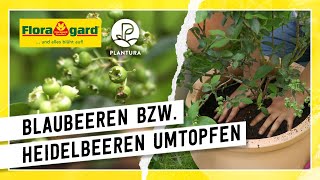 Blaubeeren bzw Heidelbeeren umtopfen und in Kübel pflanzen mit der Floragard BioErde Sauer [upl. by Accebar]