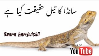 Spinytailed lizard saara hardwickii سانڈے کا تیل کی حقیقت pakistan [upl. by Lig348]