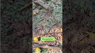 Do you know what is the connecting link between aquatic and land plants Bryophytes botany plants [upl. by Dowell]