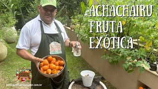 Achachairu  fruta exótica plantada em vaso [upl. by Une]