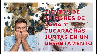 Miles de chinches de cama y cucarachas conviviendo en un departamento Infestaciones muy altas [upl. by Suivatnad837]