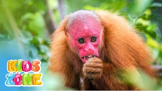 Different Types of Monkeys amp Their Sounds for Kids  30 Famous species of Monkeys on the Earth [upl. by Delbert]