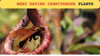 Carnivorous plants ICarnivorous plants eatingI Carnivorous plant eating insect [upl. by Malcom]