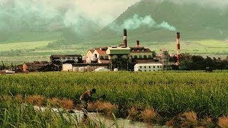 History of Hawaii amp the Sugar Industry [upl. by Ahtaga]