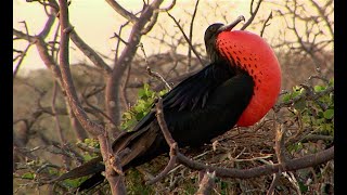 Albatross amp Magnificent Frigate Bird in the Galapagos [upl. by Weiss722]