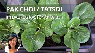 Pak Choi und Tatsoi Mini Pak Choi im Balkonkasten anbauen  Pak Choi anbauen [upl. by Grace724]