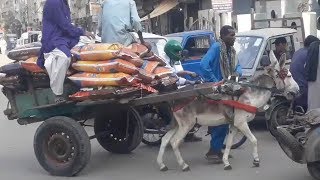 Animal cruelty in Pakistan [upl. by Ramej]