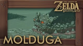 Zelda Breath of the Wild  All Molduga Locations How to Get Medal of Honor [upl. by Ymerrej]