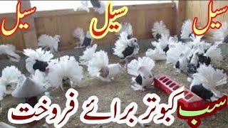 Lucky Kabootar For Sale  Fancy Pigeons price  fancy Kabutar 2021Lucky Kabotar price in Pakistan [upl. by Yrrah908]