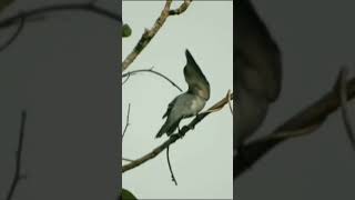 Call of Large Cuckoo shrike🤗moving wings continuously😄pls subscribe🙏 [upl. by Anitselec]