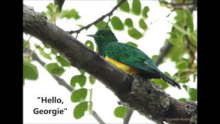 African Emerald Cuckoo call [upl. by Eleaffar583]