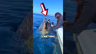 Giant whales ASK humans to remove barnacles 😱 shorts barnacles [upl. by Attenyl]