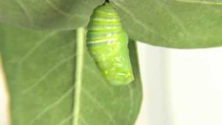 Monarch Caterpillar turning into a cocoon [upl. by Naved847]