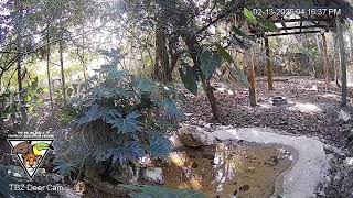 The Belize Zoo Live Cam [upl. by Lolita]