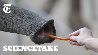 Inside the Nose of an Elephant  ScienceTake [upl. by Norward335]