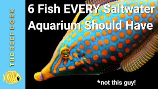 6 Easy Fish EVERY Marine Tank Should Have [upl. by Kip]