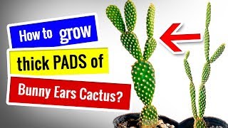 CACTUS CARE for Beginners  How to fix etiolated Bunny Ears Cactus and grow thick PADS [upl. by Loesceke750]