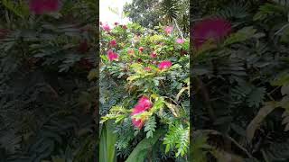 Pompon plant with red flowers in bloom [upl. by Madden524]