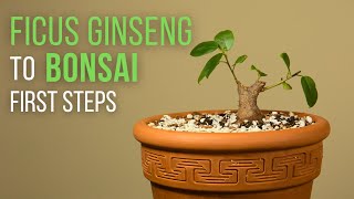 First steps for making a Ficus microcarpa ginseng Bonsai repotting and pruning [upl. by Alic]