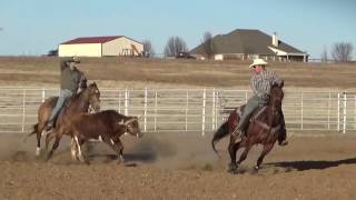 TensNinefiveFive  2017 Hershberger Horse Sale Lot 73 [upl. by Eelyk537]