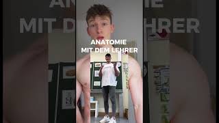 Anatomie mit dem Lehrer 👨‍🏫 [upl. by Ojeibbob]