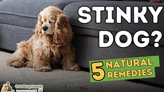 Stinky Dog 5 Home Remedies That Work [upl. by Wivina]