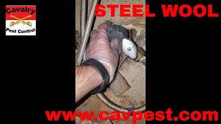 Rodent Control How to plug rat holes using steel wool CHEAP [upl. by Ahsekel]