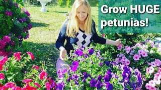 How to grow HUGE petunias [upl. by Leighland821]