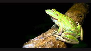 Call of the Growling Grass Frog [upl. by Judon]