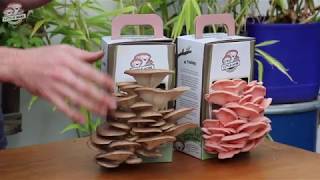 Little Acre Gourmet Mushrooms  Instructional Grow Kit Video [upl. by Enoch]