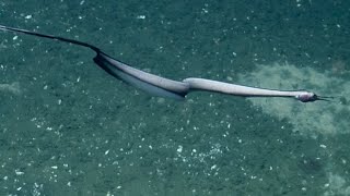 Spectacular Snipe Eel Sighting  Nautilus Live [upl. by Fidellas]