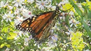 Monarch Butterfly Migration [upl. by Lionello]