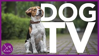 DOG TV  Deeply Entertaining Video For Dogs To Watch NEW [upl. by Jobye]