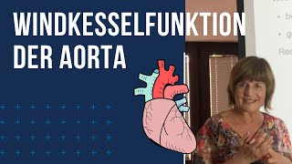 Windkesselfunktion der Aorta [upl. by Alia]