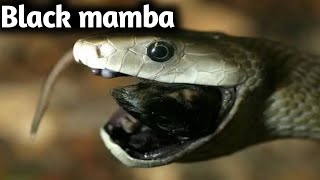 Black Mamba Legends of the Deadliest venom  blackmamba documentary [upl. by Ahsitra]