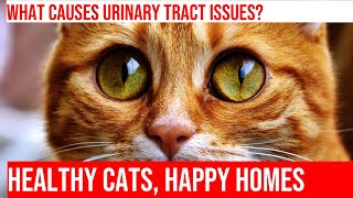 Caring for Your Cats Urinary Tract Causes Prevention amp Treatment [upl. by Yrehc]