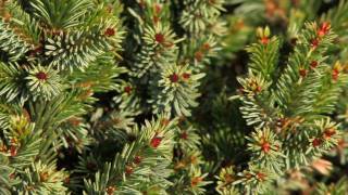 Picea Omorika Pimoko HD [upl. by Siraf304]