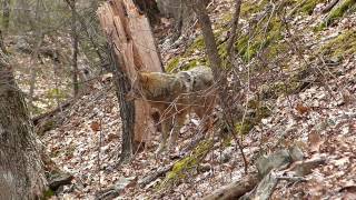 Eastern Coyotes of Mt Tom Mass [upl. by Sanburn]