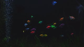 Beautiful Aquarium at Night  No Music  10 Hour Sleep Sound  Full HD [upl. by Towrey]