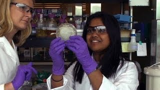 Career Spotlight Microbiologist [upl. by Anitsirhc]