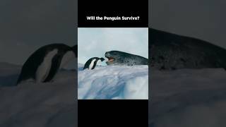 Leopard Seal Confronts Penguin [upl. by Anippesuig]