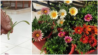 How to Grow Gazania by Cuttings  Gazania Plant Propagation  Fun Gardening [upl. by Aissela342]