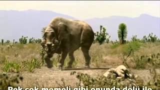 Brontotherium dominate on Andrewsarchus [upl. by Franky649]